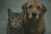 Ação recolhe agasalhos para animais da população de rua em São Paulo