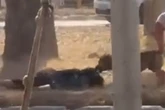 “Se fosse uma criança, teria morrido”, diz mulher atacada por cães