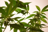 Brasil é o latino-americano com mais produção científica de cannabis