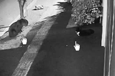 Tutor flagra gato fazendo amizade com capivara em Campo Grande. Vídeo
