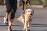 Caminhar com o pet: saiba como se exercitar com o seu cãozinho