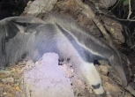 Vídeo: biólogos flagram tamanduá e filhote em cena rara no Pantanal
