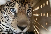 Funcionária é atacada por onça em Zoobotânico no interior de São Paulo