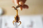 A cada 24h, 10 pessoas sofrem ataques de escorpião. Saiba o que fazer