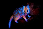 Imagem de raro marsupial brilhante dá prêmio a fotógrafo; confira