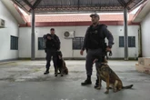 Traficantes escondem drogas em pirarucu para driblar cães farejadores