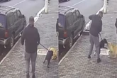 Vídeo: pit-bull sem focinheira ataca shar-pei na zona oeste de SP