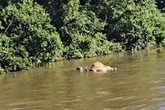 Vídeo: onça-pintada é flagrada ao arrastar boi por rio do Pantanal