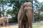 Artistas criam abaixo-assinado pela transferência do elefante Sandro