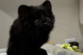 Animal raro com mutação genética é resgatado em Santa Catarina