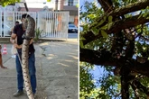 Estudantes da UFBA encontram e resgatam jiboia enorme