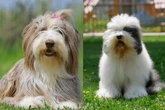 Oito diferenças entre as raças bearded collie e old english sheepdog