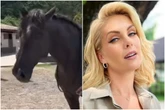 Entenda por que banco pede penhora do cavalo de Ana Hickmann