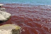 Mar da Galileia, citado na Bíblia, fica vermelho e intriga moradores