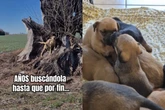 Após anos fugindo por traumas, vira-lata é resgatada com 11 filhotes