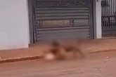 Pit-bull foge da casa do tutor e mata cachorro da vizinha em MS