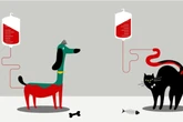 Veja quando é preciso e como é feita a transfusão de sangue em animais