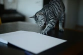 Gato “alpinista”: por que ele ama subir em mesas e como corrigi-lo