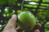 Quais árvores frutíferas podem atrair escorpiões e cobras em casa