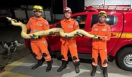 Cobra píton 4 metros é encontrada por morador no interior de MG