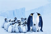 Pesquisadores alertam: pinguins-imperadores correm risco de extinção