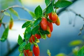 Fruta milenar rica em vitamina C atua contra o envelhecimento; confira