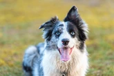 Cães mostram habilidade linguística semelhante à de crianças