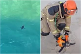 Vídeo: pinguins são flagrados em praias do Rio. Um deles é resgatado