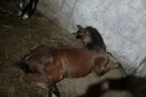 Nove cavalos morrem após consumo de ração em Guarulhos: “Sofrimento”