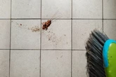 Invasão de baratas: o que significa o aparecimento delas na sua casa