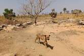 Cachorros são deixados acorrentados e sem água em área invadida no DF