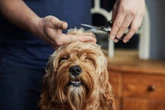 De skincare a perfumes caros: veja os riscos de “mimar demais” seu pet