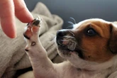 Saiba o que o cachorro quer “dizer” ao tocar o tutor com a pata