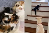 Vídeo: cachorro “adota” filhotes de gata e vira protetor nº 1 dos pets