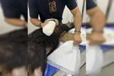 Resgatado, tamanduá atropelado no DF passa por tratamento. Veja fotos