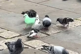 Pombo verde neon intriga moradores e alerta defensores dos animais