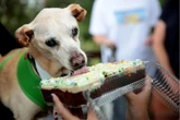 Aniversário pet: como fazer uma festa inesquecível para o seu cachorro
