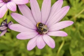 Abelhas dormem nas flores quando se cansam? Especialistas respondem