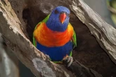 Aves australianas surpreendem cientistas ao apresentarem troca de sexo