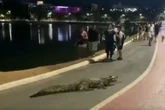 Vídeo: jacaré sai de lagoa para passear e bloqueia ciclovia