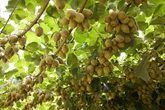 Saiba como plantar fruta que protege o coração e fortalece os ossos