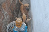 Vídeo: tamanduá invade casa e se defende após ser acuado por cachorro
