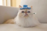 Gripe dos gatos: veja sintomas, como prevenir e quando procurar ajuda