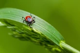 Evite ter estas 4 plantas se quer manter carrapatos longe de casa
