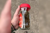 Cobra entre as mais venenosas do Brasil é colocada em pote de café