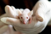 Cientistas criam ratos mais parecidos com humanos. Entenda