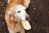 Cachorros podem comer pão? Descubra os riscos e cuidados necessários