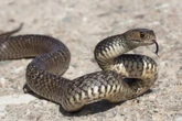 Ação do veneno de cobra mortal intriga cientistas e dificulta antídoto