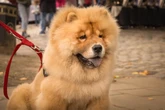 Ataque de chow-chow a tutora levanta alerta. Saiba como evitar