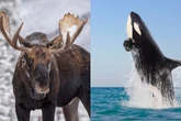 Orcas surpreendem ao caçar alces durante travessias aquáticas